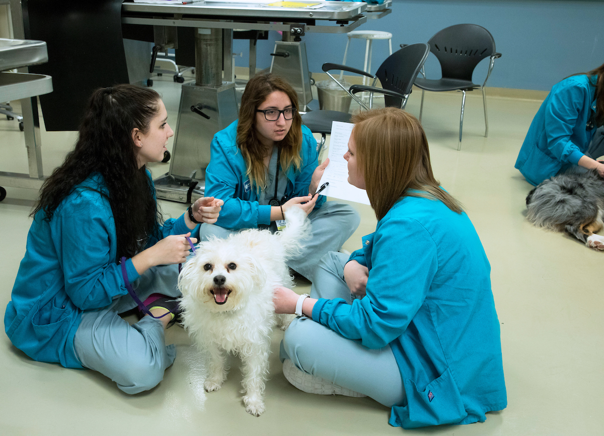 Veterinary students with dog