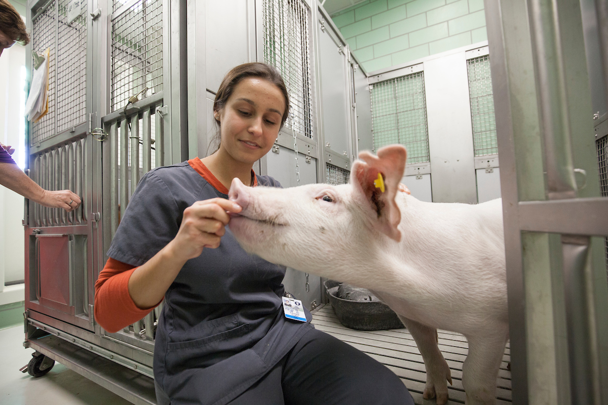 Vet photo with pig