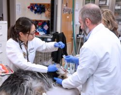 Veterinarian checking a dogs heart with a stethescope.