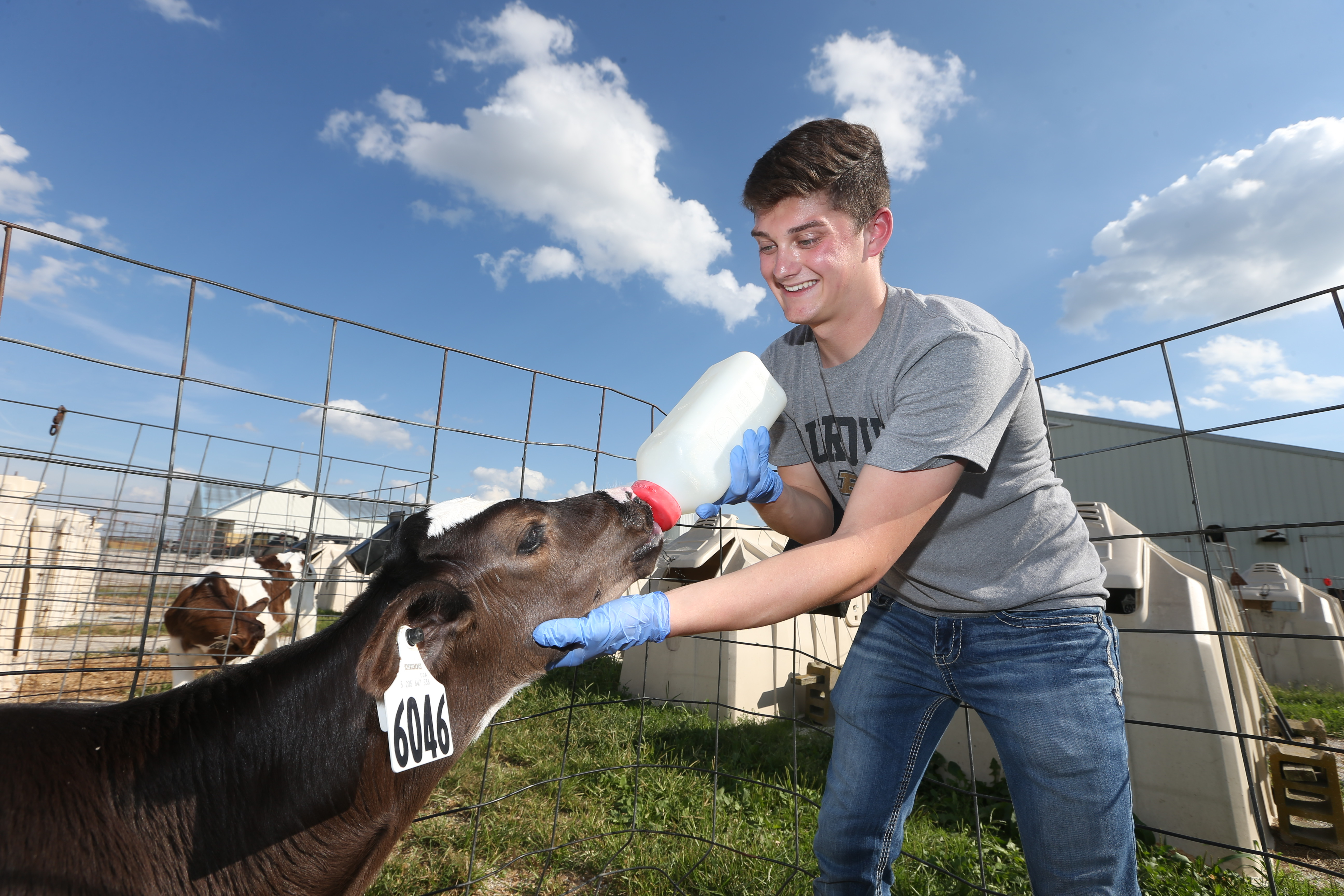 Animal Science Picture Devon